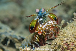 Mantis shrimp (Stomatopoda)

NIKON D7000 in a Seacam "P... by Thomas Bannenberg 